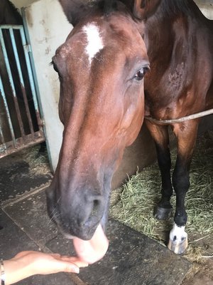 久しぶりの再会🐴 - 画像2