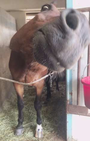 久しぶりの再会🐴 - 画像3