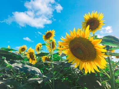 向日葵🌻のサムネイル
