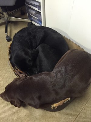 お眠かな…?のサムネイル