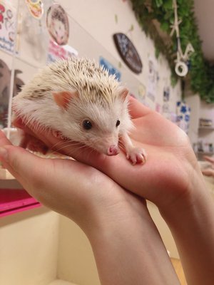 ハリネズミ🦔 - 画像4