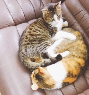 昨日は猫の日でした - 画像2
