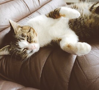 昨日は猫の日でした - 画像3