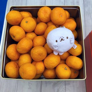珊瑚色、315 - 画像4