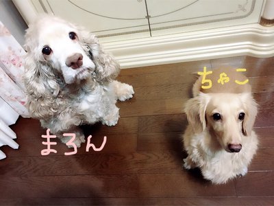 自己紹介のサムネイル