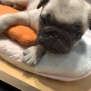 ２月１９日（1039）【吉野家の牛丼クーポン】 - 画像3