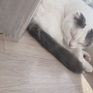 猫カフェ。、藤吉夏鈴。 - 画像2