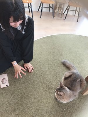 猫カフェ。、藤吉夏鈴。 - 画像3