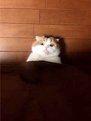 ぬんっ - 画像1