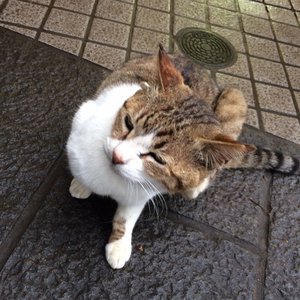猫のサムネイル