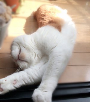最近のトム^._.^ - 画像1