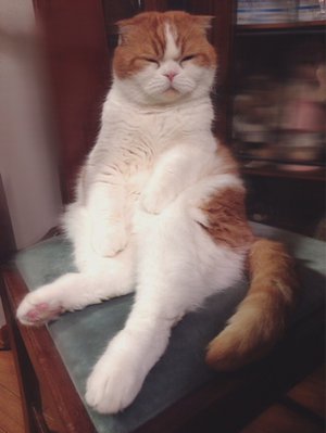 最近のトム^._.^ - 画像2
