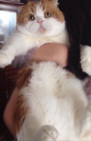 最近のトム^._.^ - 画像3