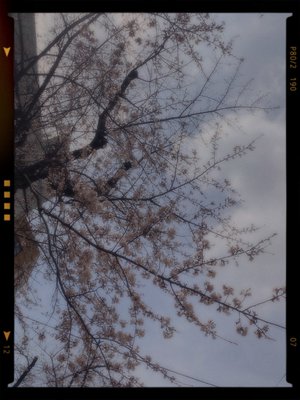 ３月２５日（1083）【🌳🌸🤧】のサムネイル