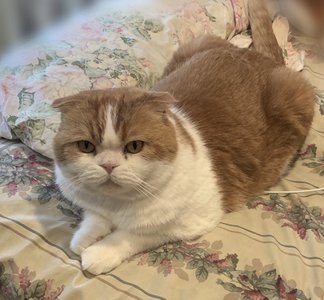 🌸のサムネイル