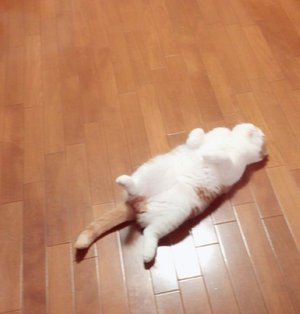 ごろーん=^･ω･^=のサムネイル