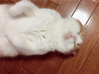 ごろーん=^･ω･^= - 画像2