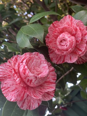 ４月２２日（1112）【生肉みたいな花を見つけてしまった】 - 画像1