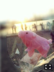 ＼︎︎だいすきなどうぶつ❤︎︎174／ - 画像1