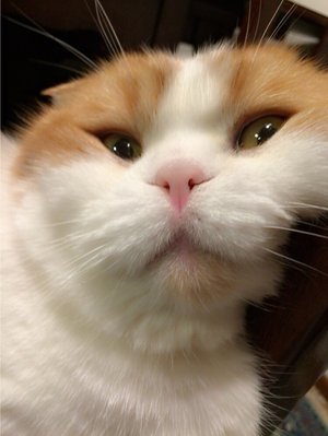 くつろぎ=^･ω･^= - 画像3