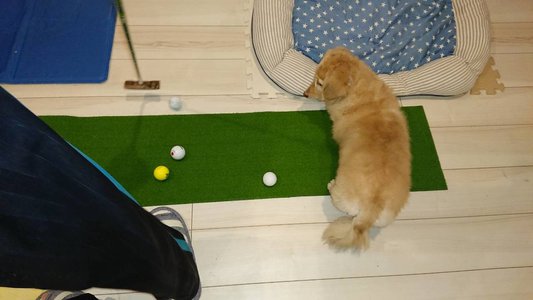 ⛳️ - 画像2
