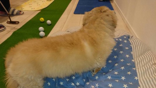 ⛳️ - 画像3
