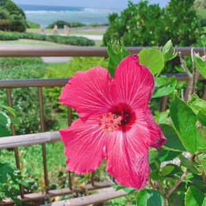 6月30日(1186)【屋台】 - 画像1