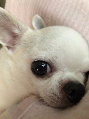 愛犬。武元唯衣です。 - 画像2
