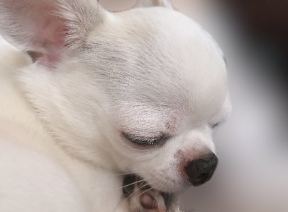 愛犬。武元唯衣です。 - 画像3