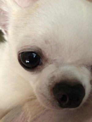 愛犬。武元唯衣です。 - 画像4