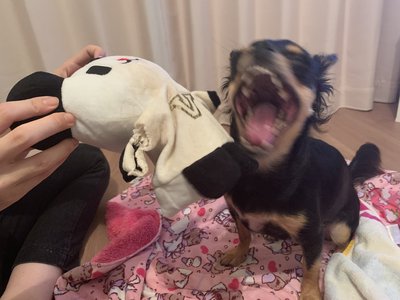 7月27日(1213)【ゴーちゃん🐼】のサムネイル