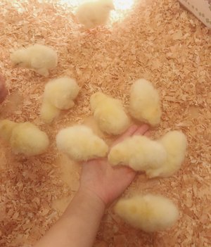 ぴよぴよ🐣 - 画像6