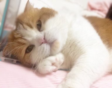 猫のサムネイル
