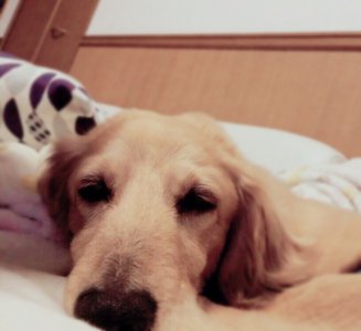 明日!のサムネイル