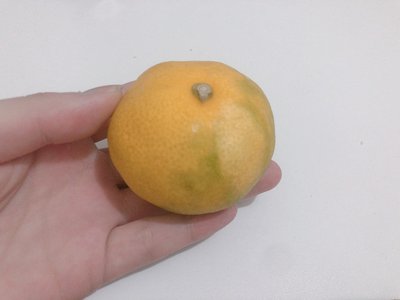 みかん - 画像5