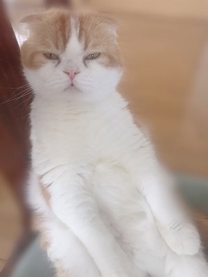 GET！ - 画像4