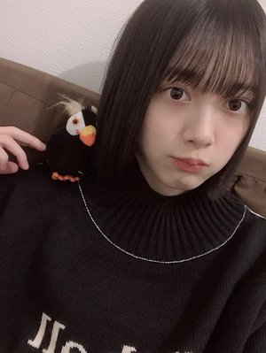 このブログに鳥は何羽いるでしょう？ - 画像2