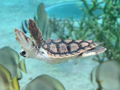 水族館のサムネイル