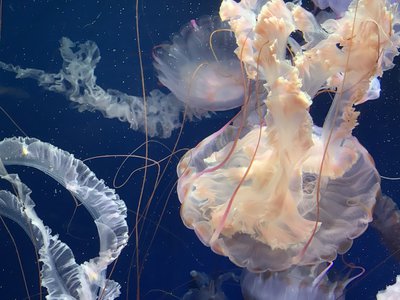 水族館 - 画像2