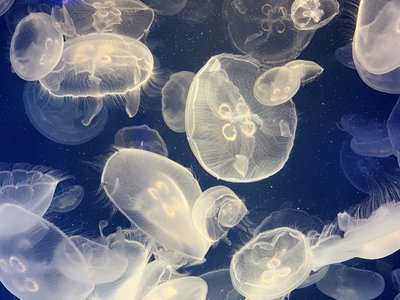 水族館 - 画像3