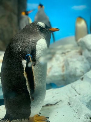 水族館 - 画像4