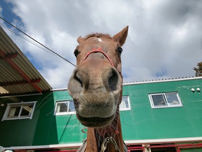 🌳🐴 - 画像2