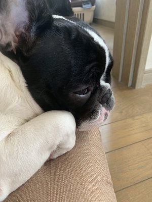 しょげ。のサムネイル