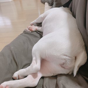 しょげ。 - 画像3