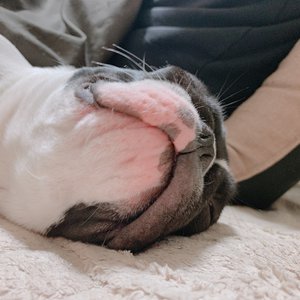 しょげ。 - 画像4