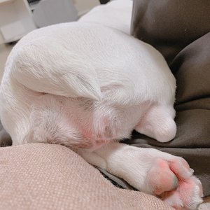 しょげ。 - 画像5