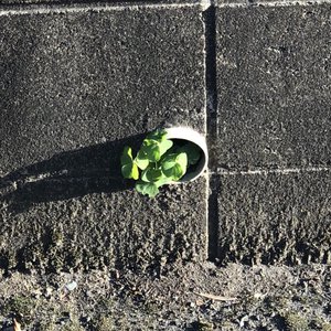 散歩中に見つけてどうやってここに来 - 画像2