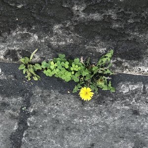 散歩中に見つけてどうやってここに来 - 画像3