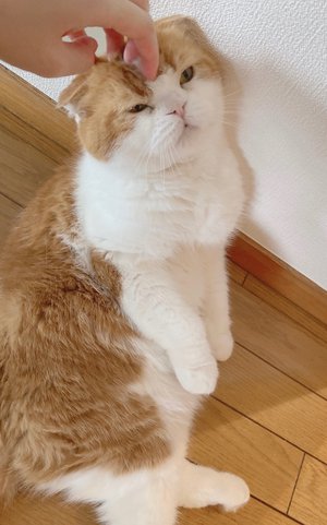 小さな幸せ - 画像2