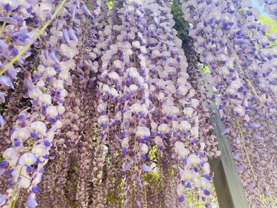 好きなひらがな何ですか？のサムネイル